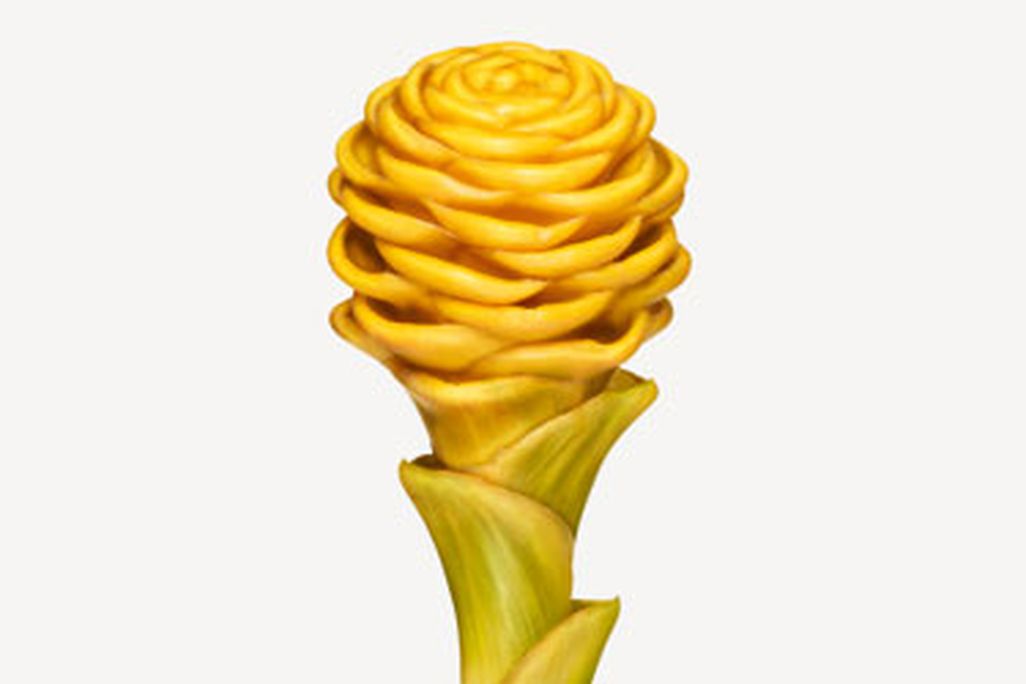 Beehive ginger