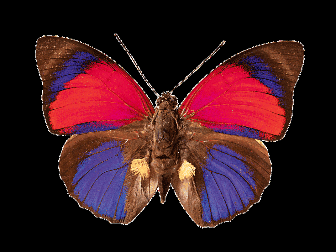 Claudina butterfly underwings