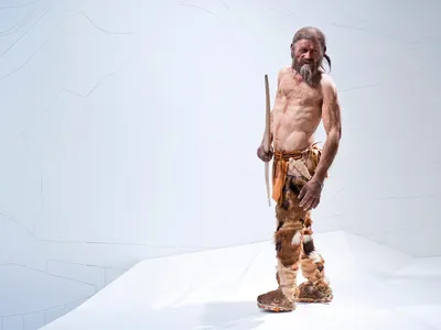 A reconstruction of Ötzi the Iceman at the South Tyrol Museum of Archaeology.