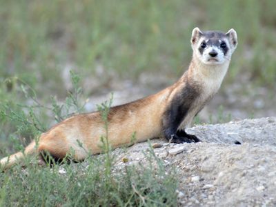 Black-footed ferrets are well-suited for their prairie environment, where their colors help them blend in with grassland soils and plants.