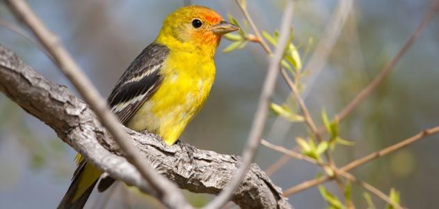 Western tanager