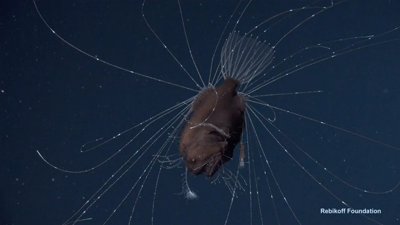 Female Anglerfish With Male Attached