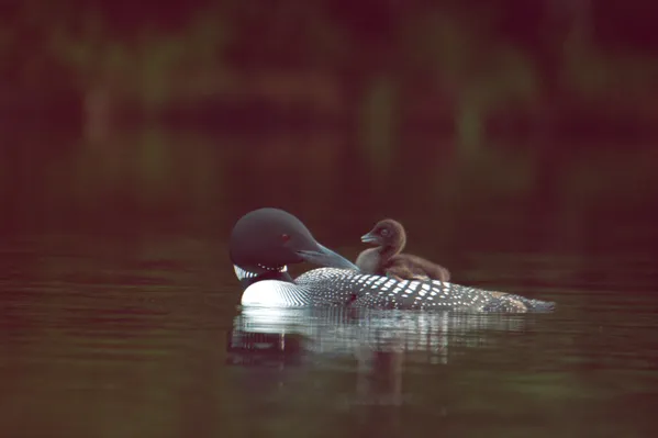 A female loon with her chick thumbnail