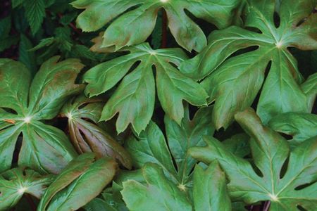 Mayapple plant