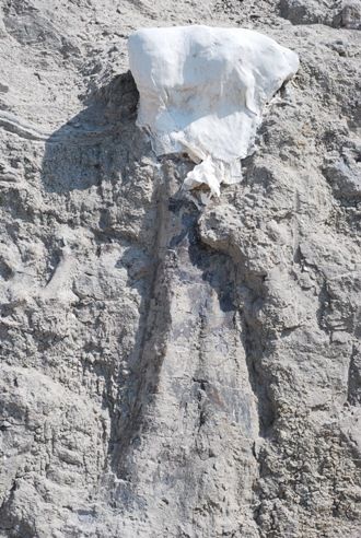 20110520083146dinosaur-limb-bone-monument.jpg