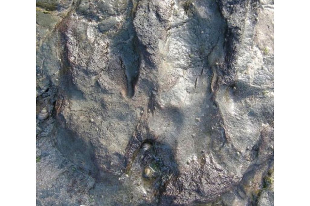 Dino Track