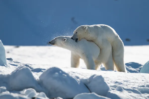 Mating bears thumbnail