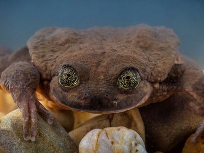Meet Juliet, a Sehuencas water frog recently collected from the Bolivian cloud forest.