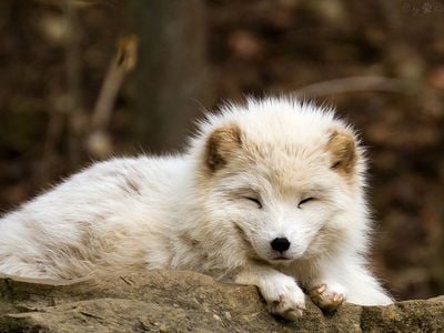 New research suggests that most Arctic mammals may actually benefit from climate change. Arctic specialists like the Arctic fox, however, may not do quite so well.