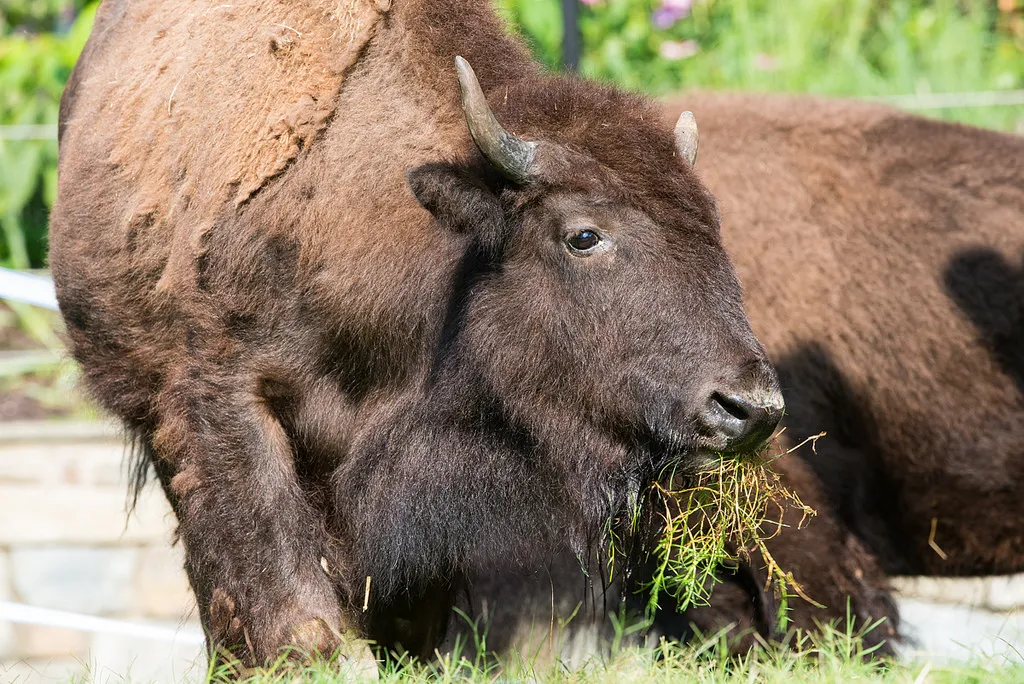 New bison