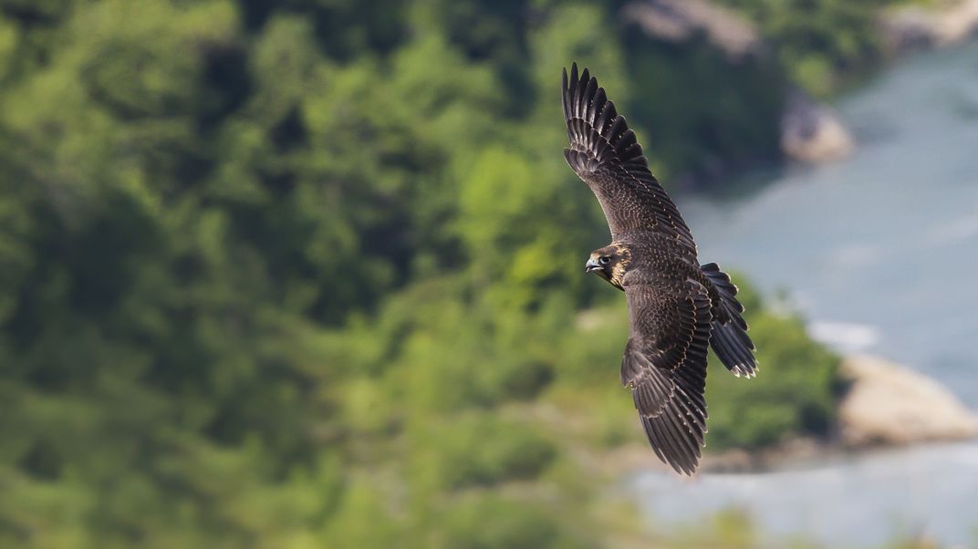 Juvenile Peregrine Falcon flying over the Niagara Falls Two Natural Wonders