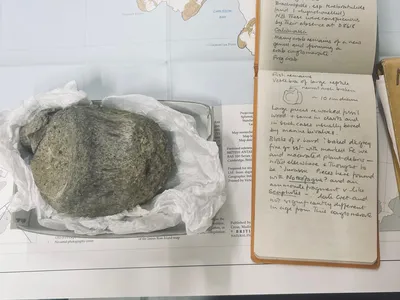 A Fossil From Antarctica Sat in a Drawer for 40 Years. It Turned Out to Be the First Dinosaur Bone Ever Found on the Continent image