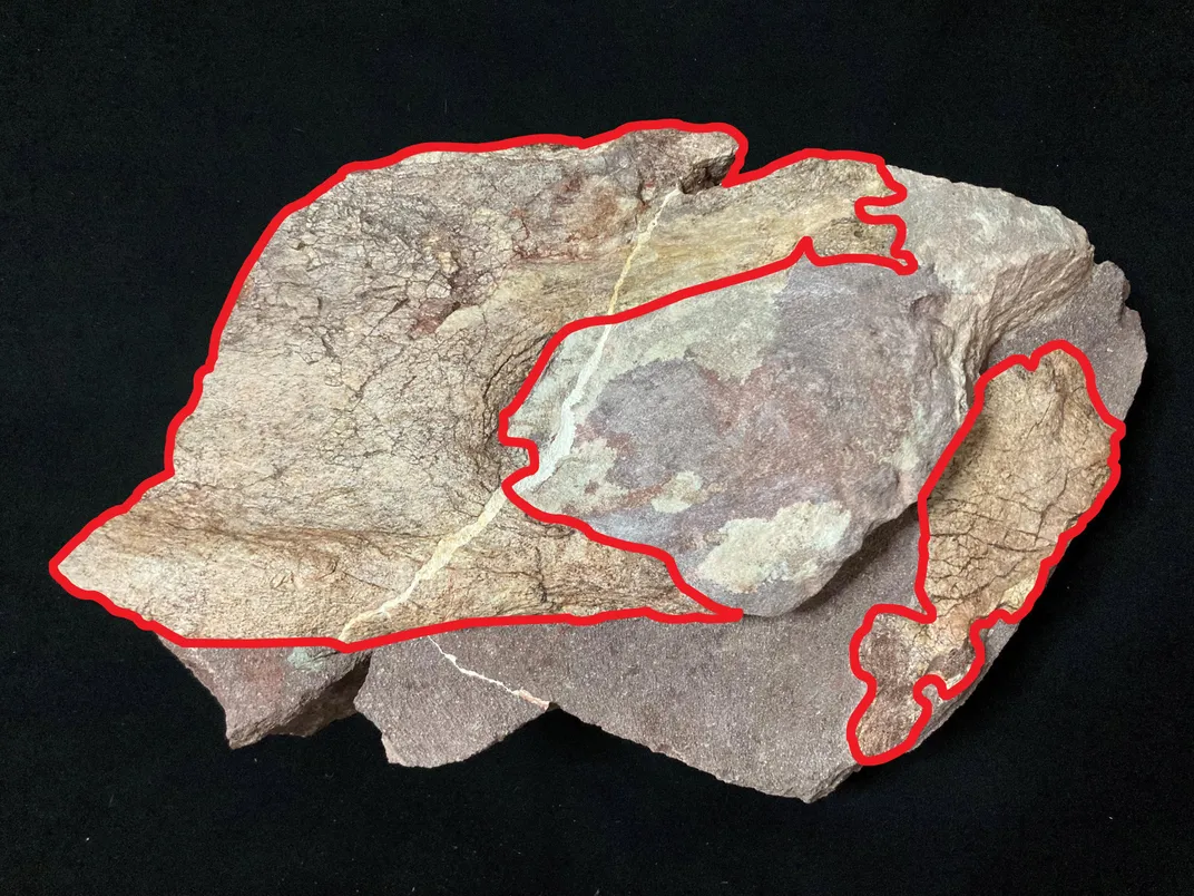 Dinosaur fossils discovered on Port Island