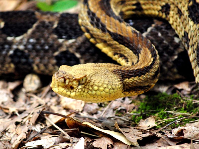 This male Timber Rattlesnake kept a good eye on me as he was trying to ...