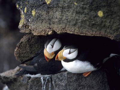 A mated pair of horned puffins nest near Bering Sea.