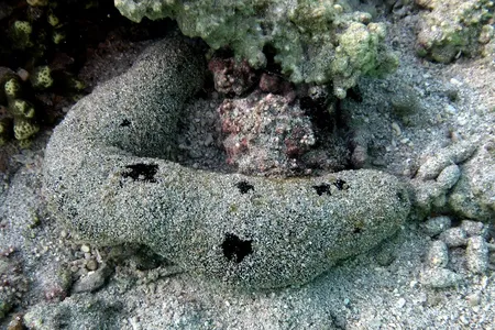 The black sea cucumber Holothuria atra is found in shallow waters along reefs and uses sand to coat itself for camouflage and protection from the sun.