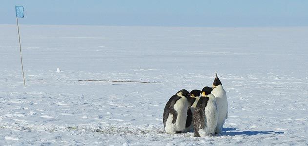Antarctica penguins