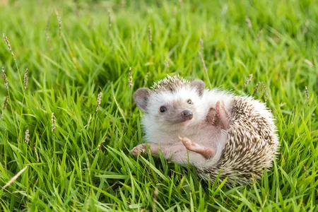Please don't smooch or snuggle your hedgehog too much, CDC says.