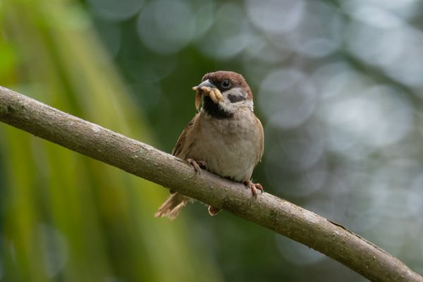 Eurasian Tree Sparrow thumbnail