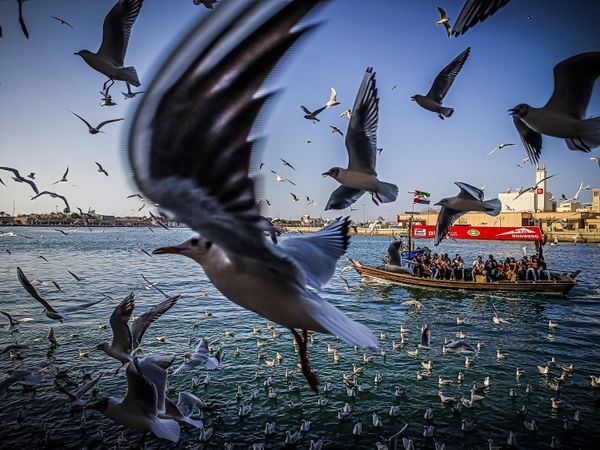 Bird Rebellion thumbnail