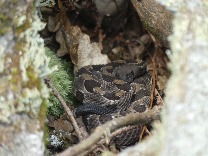 Pennsylvania Timber rattlesnake Smithsonian Photo Contest