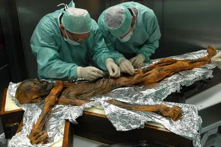 Researchers sampling the Iceman's stomach contents in 2010