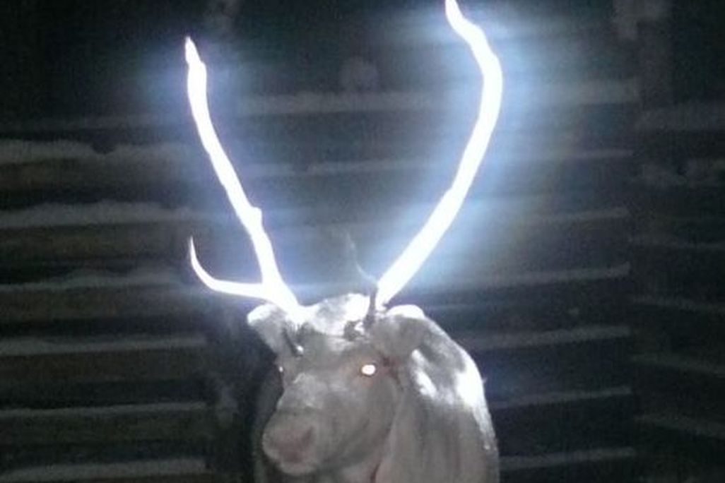 antlers