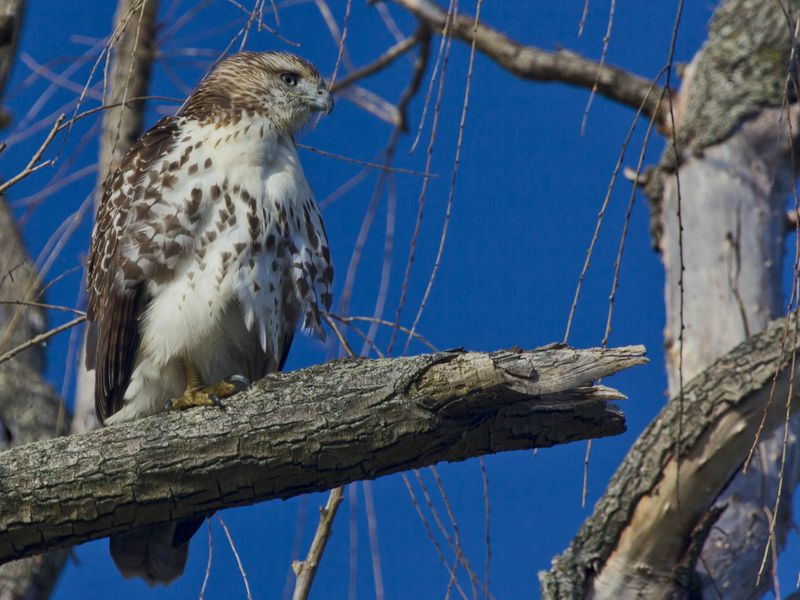 Young Cooper Hawk (note the gold eye color characteristic of juveniles