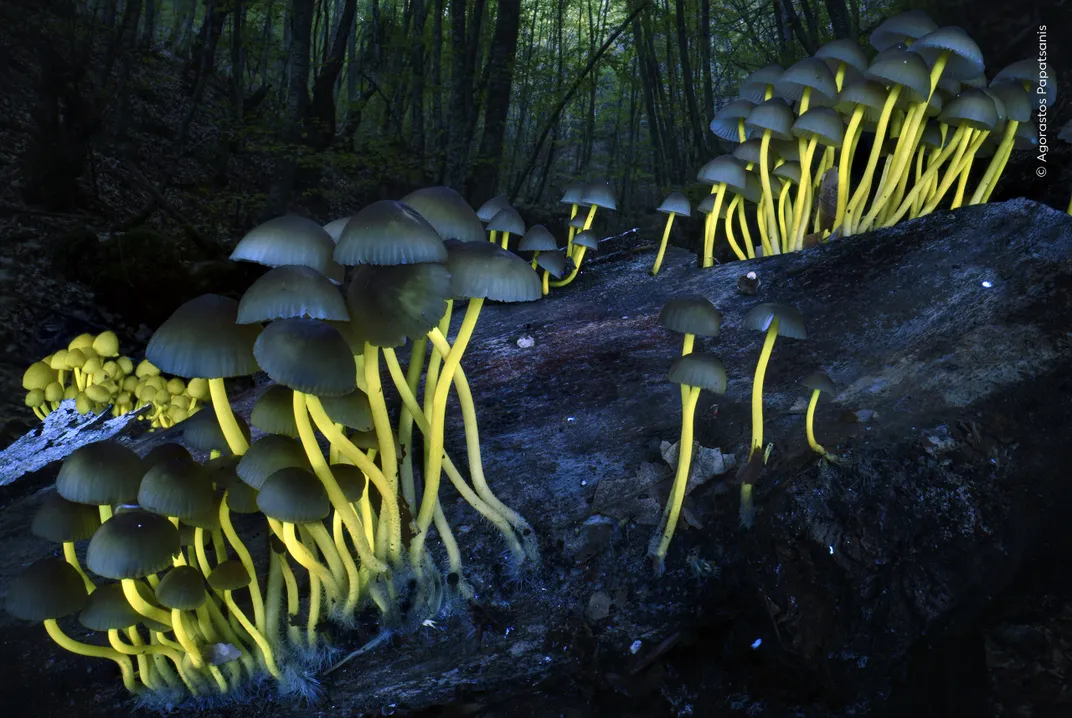 the stalks of clumps of mushrooms glow yellow in the dark