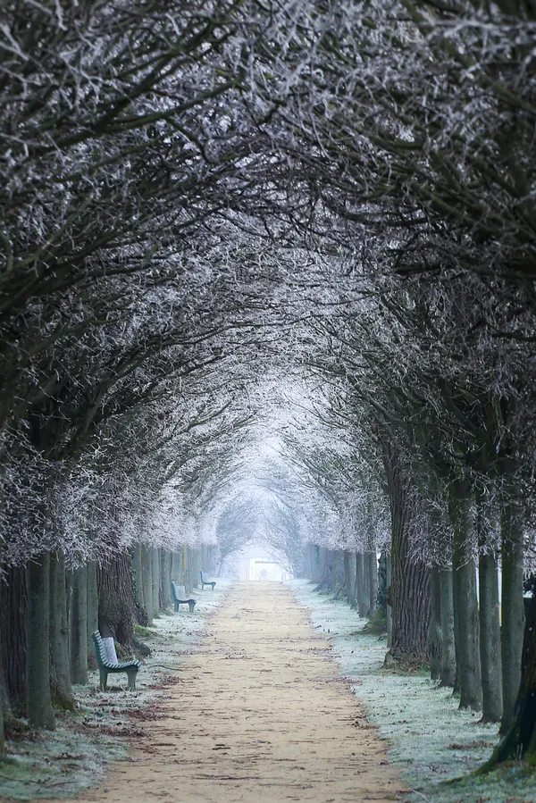 Frosty Alley in the Palace Garden of Hundisburg thumbnail