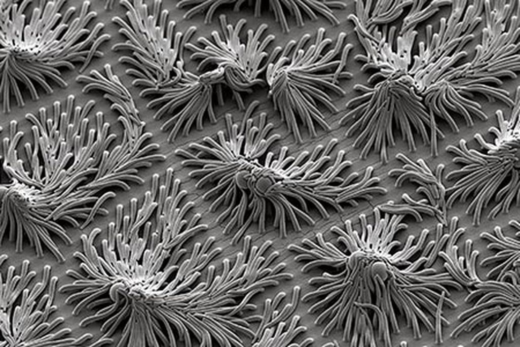 Polymer fronds and spheres