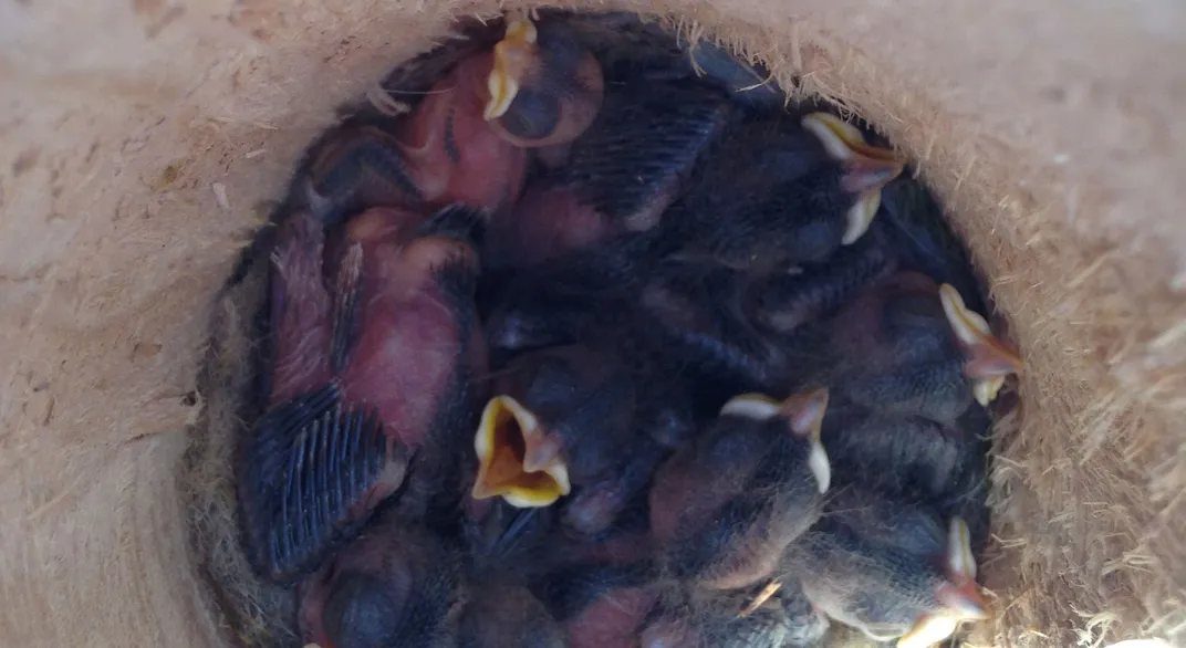 Nesting tube with chicks