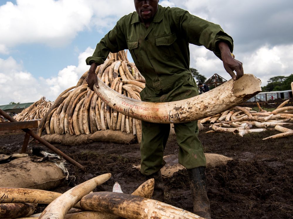 Most Ivory for Sale Comes From Recently Killed Elephants—Suggesting Poaching Is Taking Its Toll