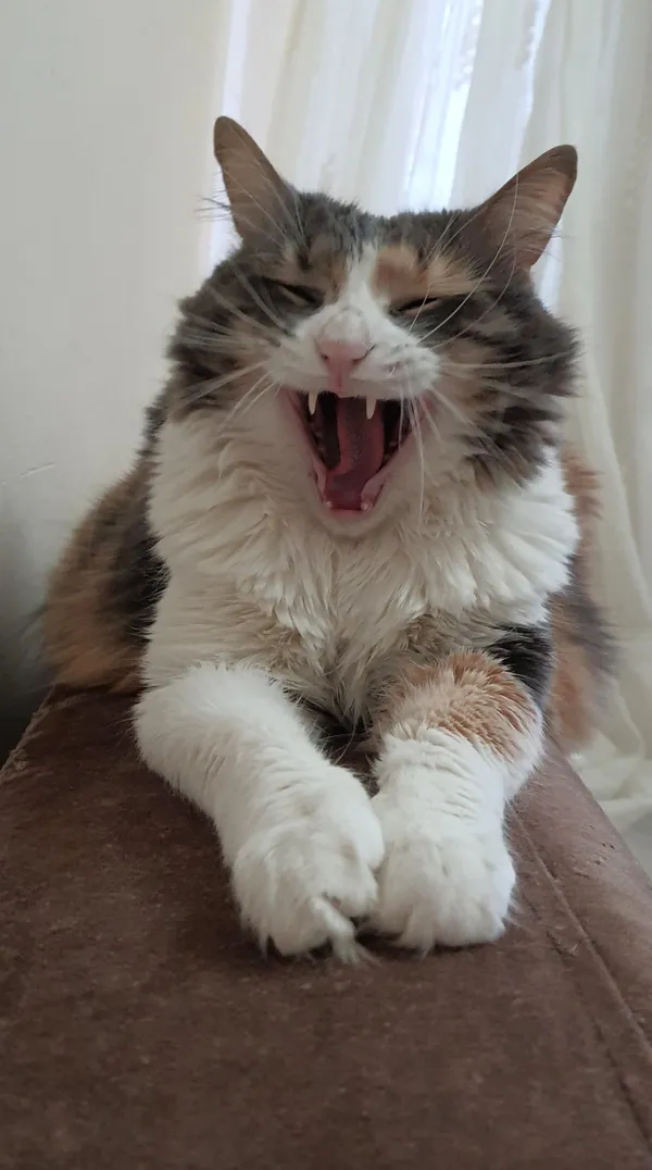 Wildlife at home thumbnail