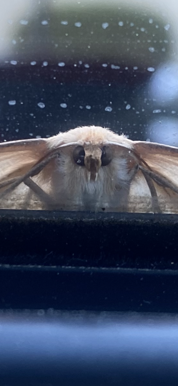 Vampire moth thumbnail