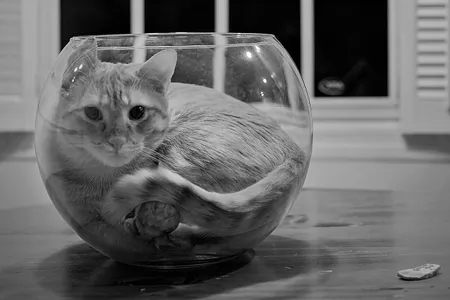 Is this cat a liquid or a solid? One researcher is on a hunt for answers.