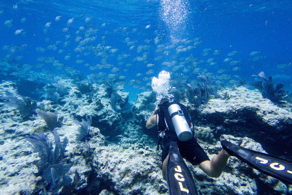 Diver swimming by coral reef