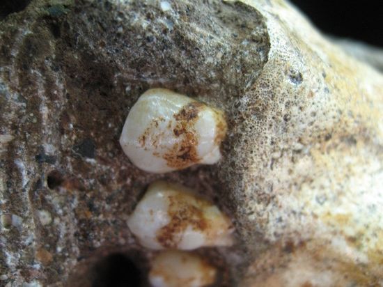 The dental plaque on Australopithecus sediba teeth reveals the species ate wood or bark.
