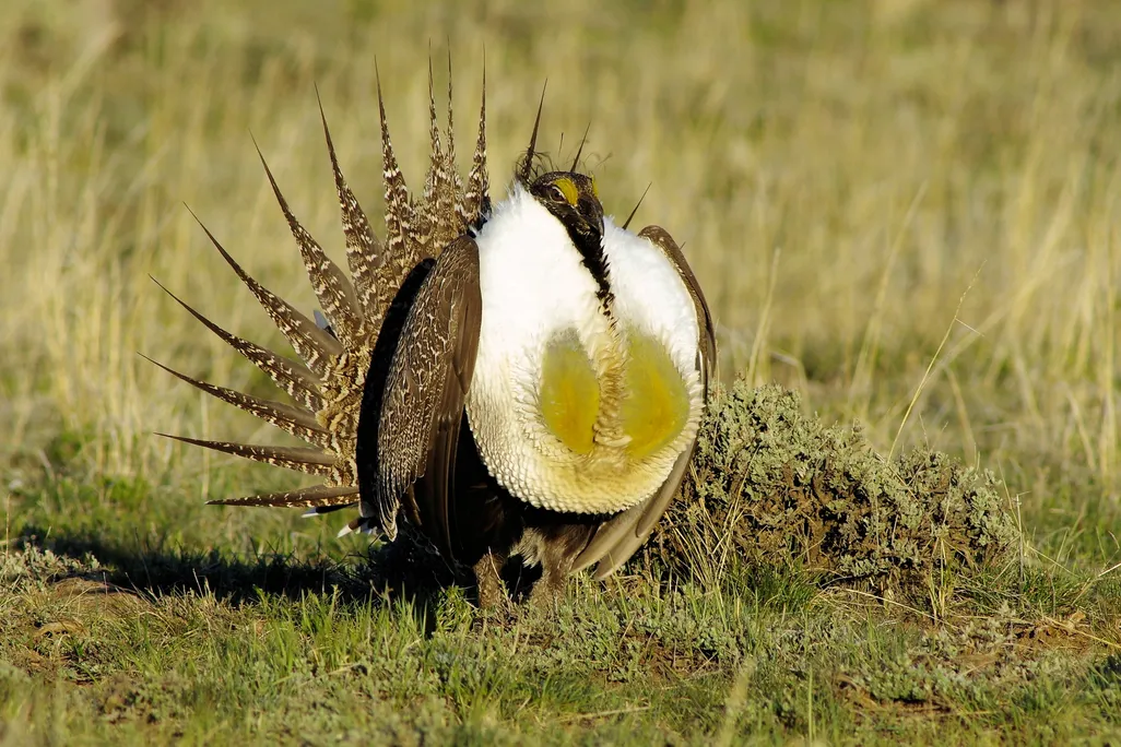 male greater sage grouse