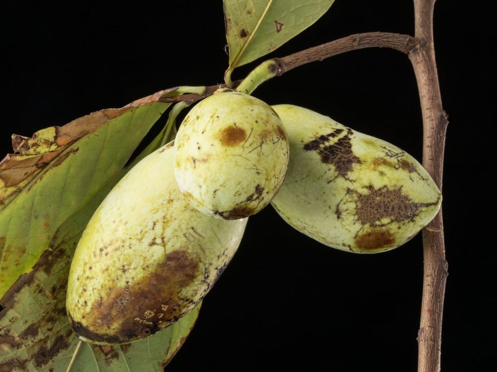 PawpawPalooza The Inside Scoop on North America’s Taste of the