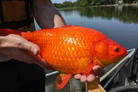 A 2018 estimate suggests 50 million giant goldfish may swim in Lake Ontario.