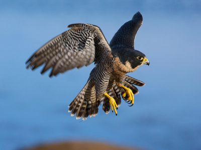 Raptors used in falconry like this peregrine falcon may soon be squaring off with robotic birds. 

