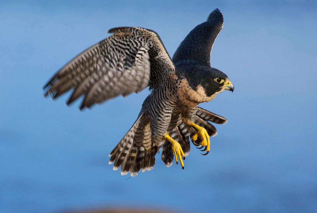 Falcon in flight 60 photos - Mariaserkin.com