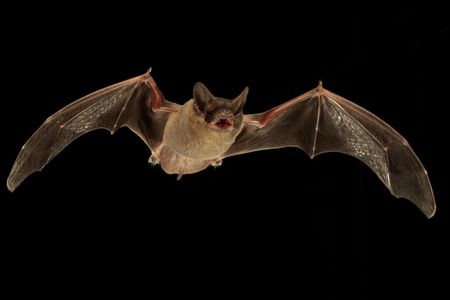 Mexican free-tailed bats can be real jerks to their friends. 