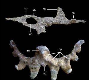 20110520083237Sinoceratops-skull-300x269.jpg