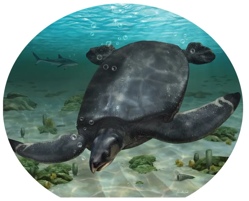 a marine turtle