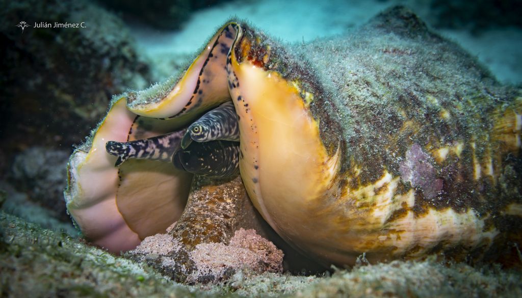 Queen Conch underwater