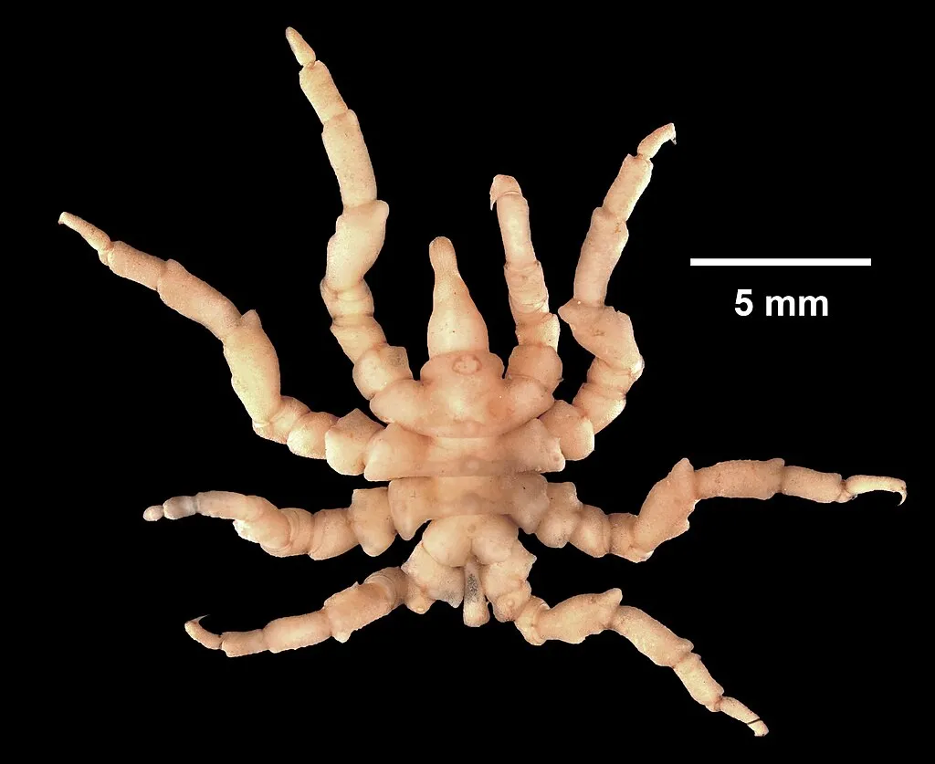 P. litorale