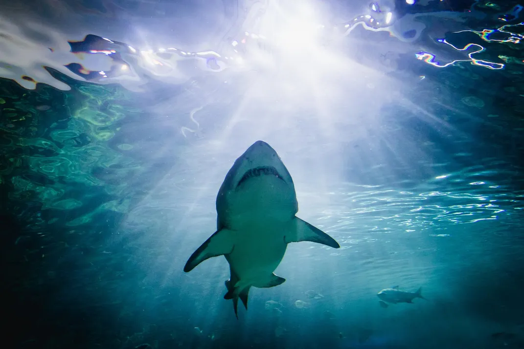 A shark at the Ripley's Aquarium of Canada