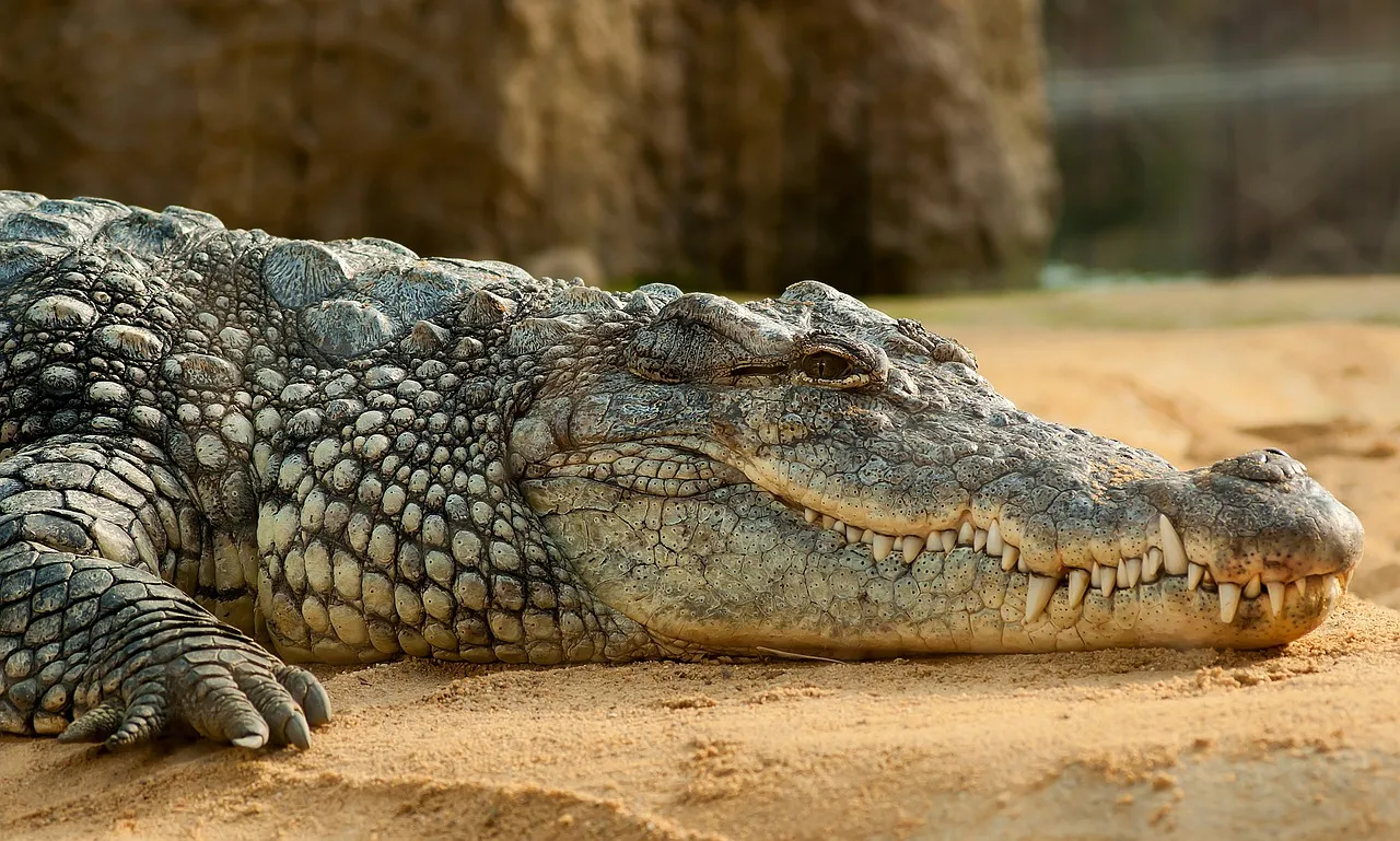 Are Crocodiles Flawless? The Reptiles Haven't Changed in 200 Million Years, Smart News